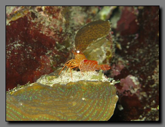 red night shrimp